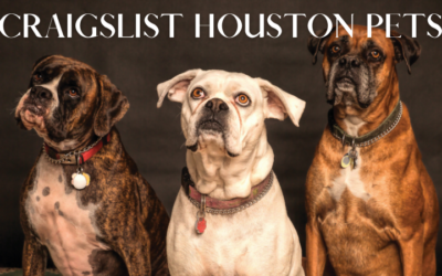 Craigslist Houston Pets is the best Platform for Buyer’s and seller’s